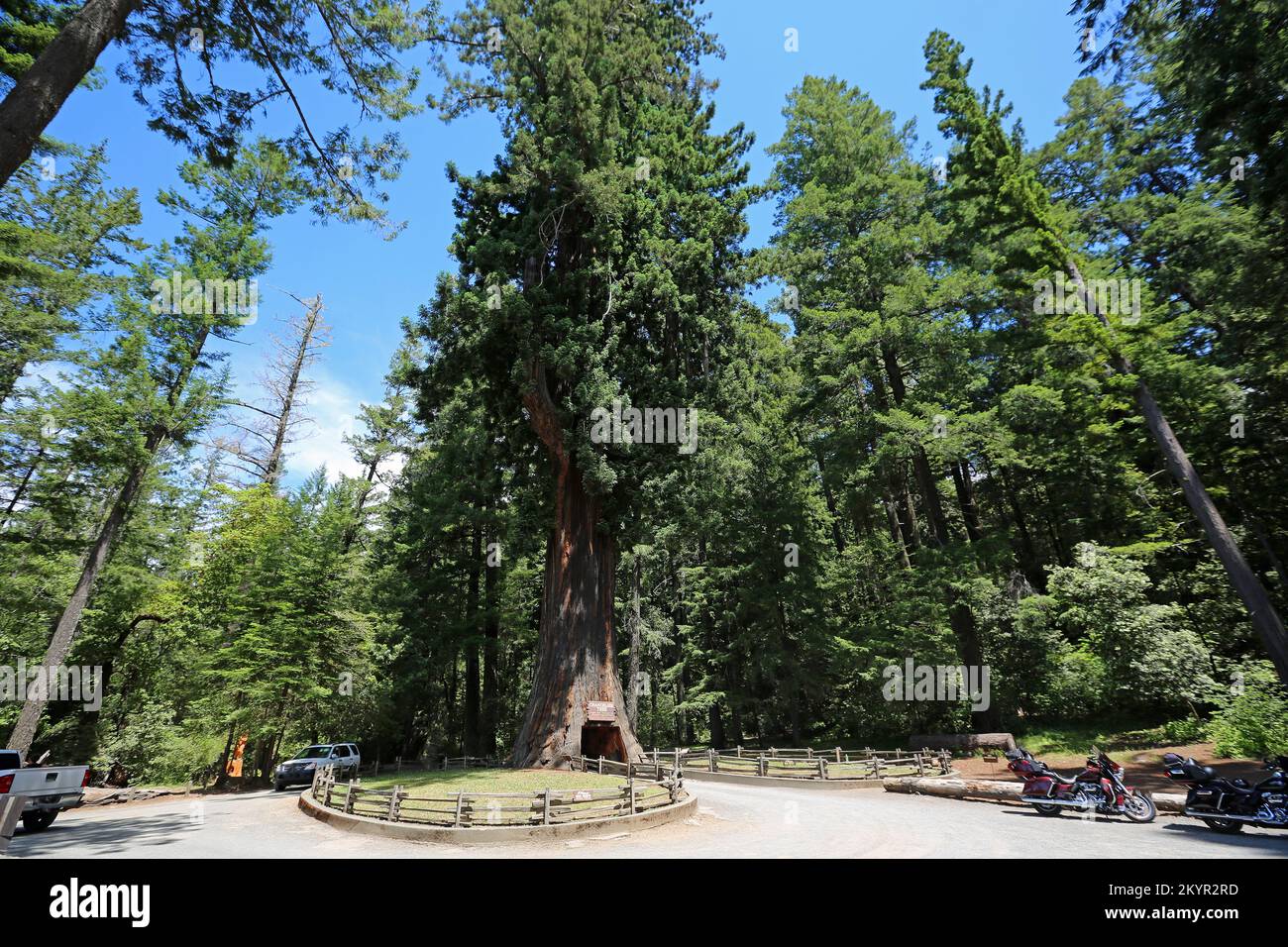 Landscape with drivethrutree Chandelier tree California Stock