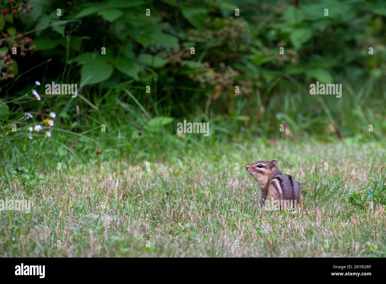 Common snapping turtle walking on the grass Stock Photo - Alamy