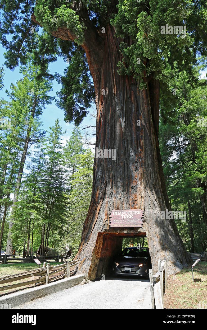 Driving under tree Chandelier tree California Stock Photo Alamy