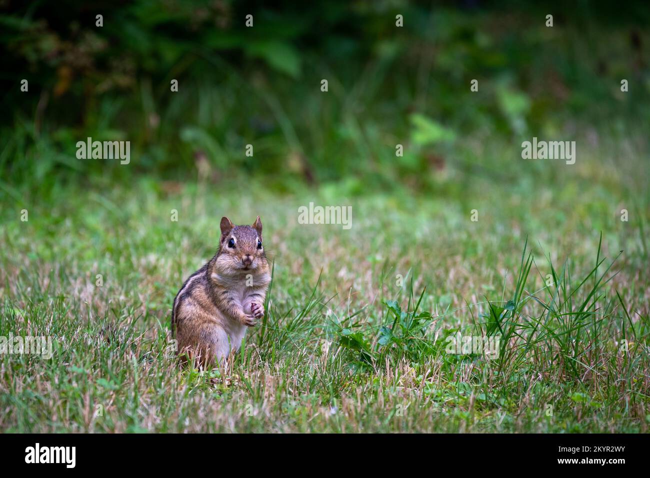 Common snapping turtle walking on the grass Stock Photo - Alamy