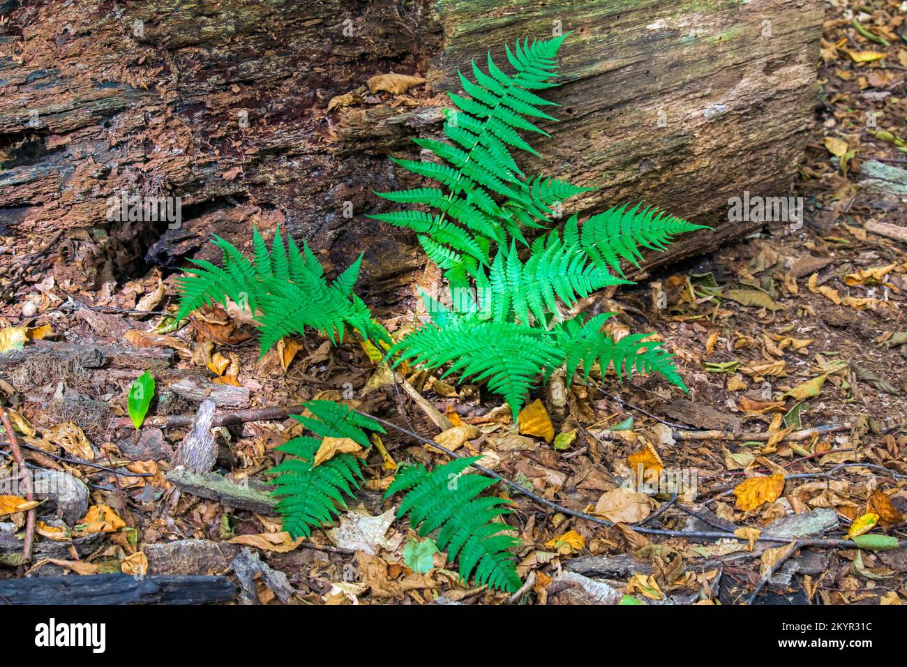 Lady Fern growing in a nortthern hardwood forest in Pennsylvania's Pocono Mountains Stock Photo