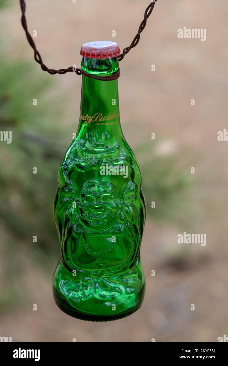 A green Lucky Budweiser beer bottle hanging from a tree. Stock Photo