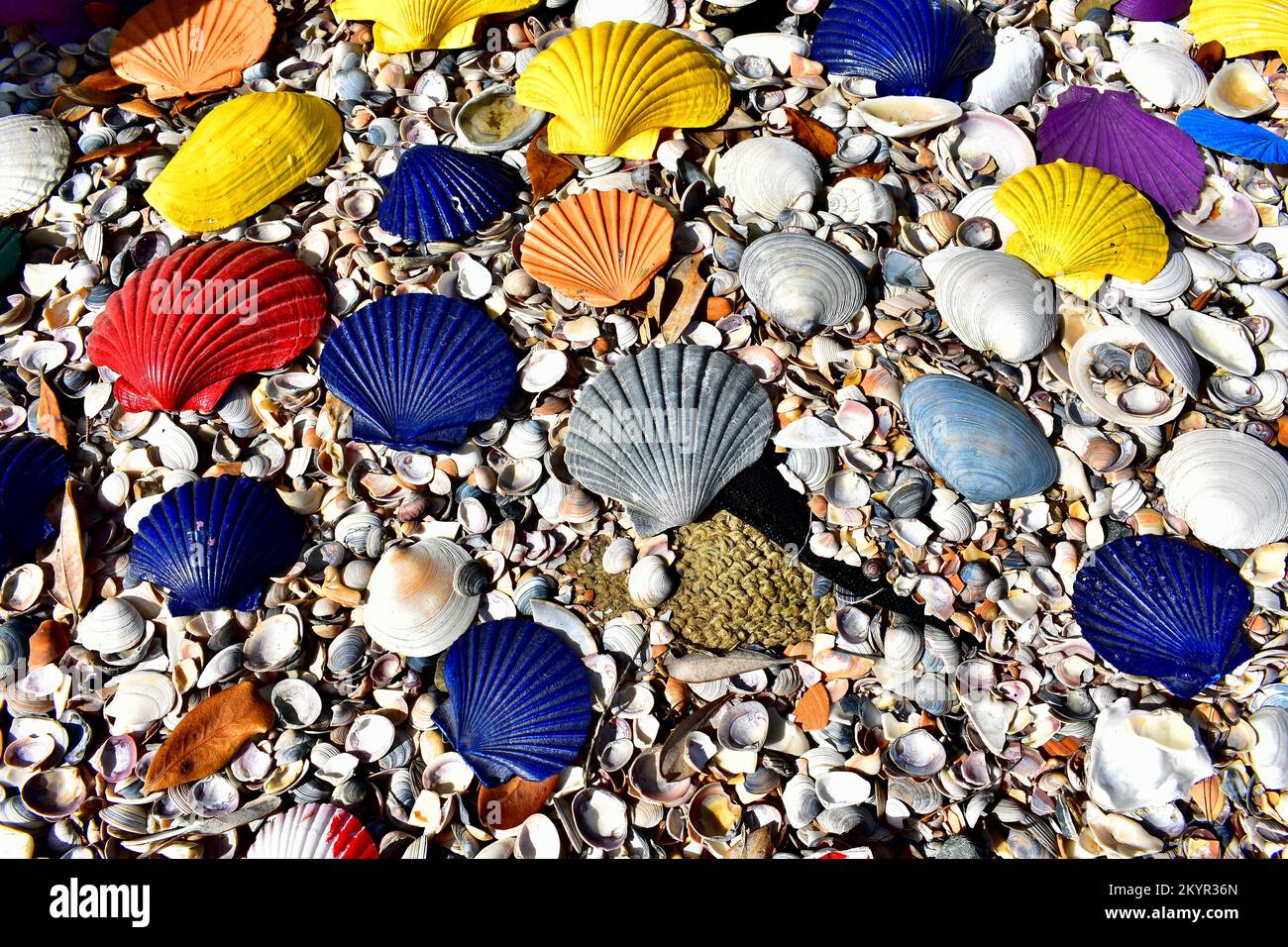 Colorful seashell hi-res stock photography and images - Alamy