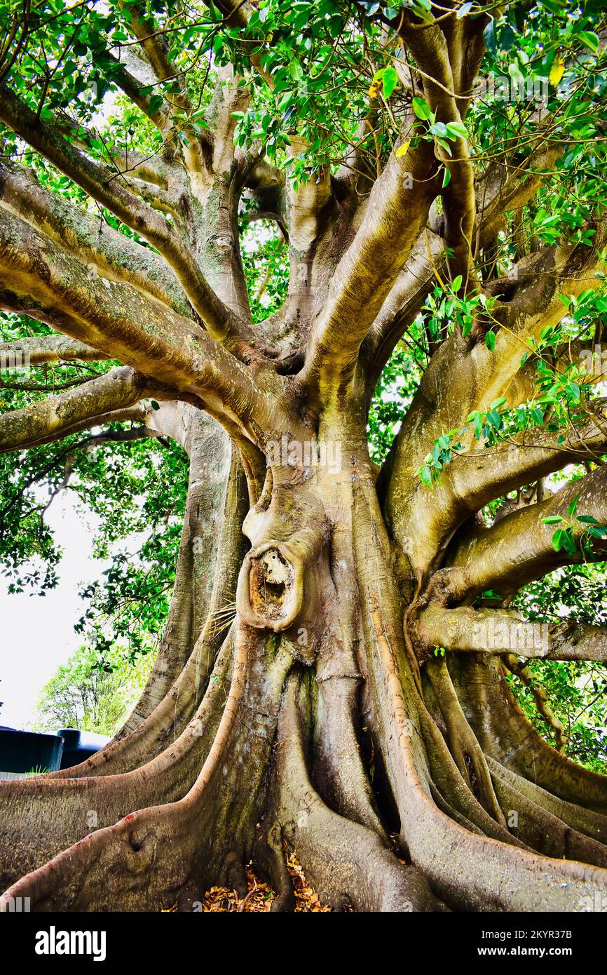 giant Moreton Bay fig tree. Stock Photo