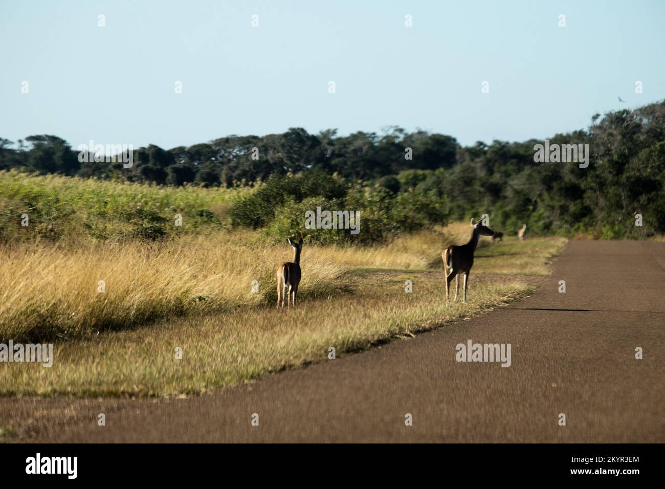 Scenes from Aransas National Wildlife Refuge Stock Photo - Alamy