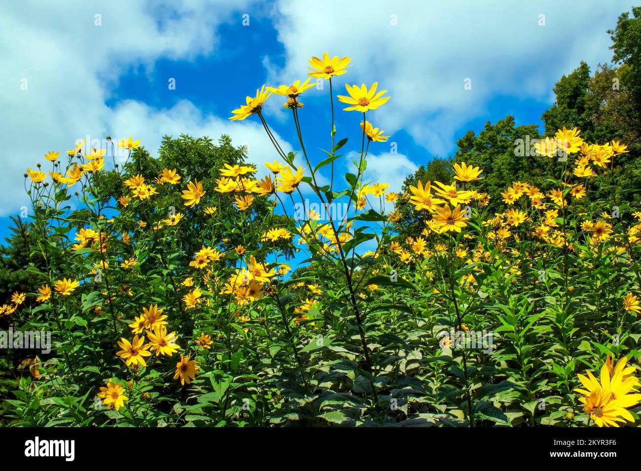 Jerusalen Artichoke blooming in late summer in Pennsylvania's Pocono Mountains Stock Photo