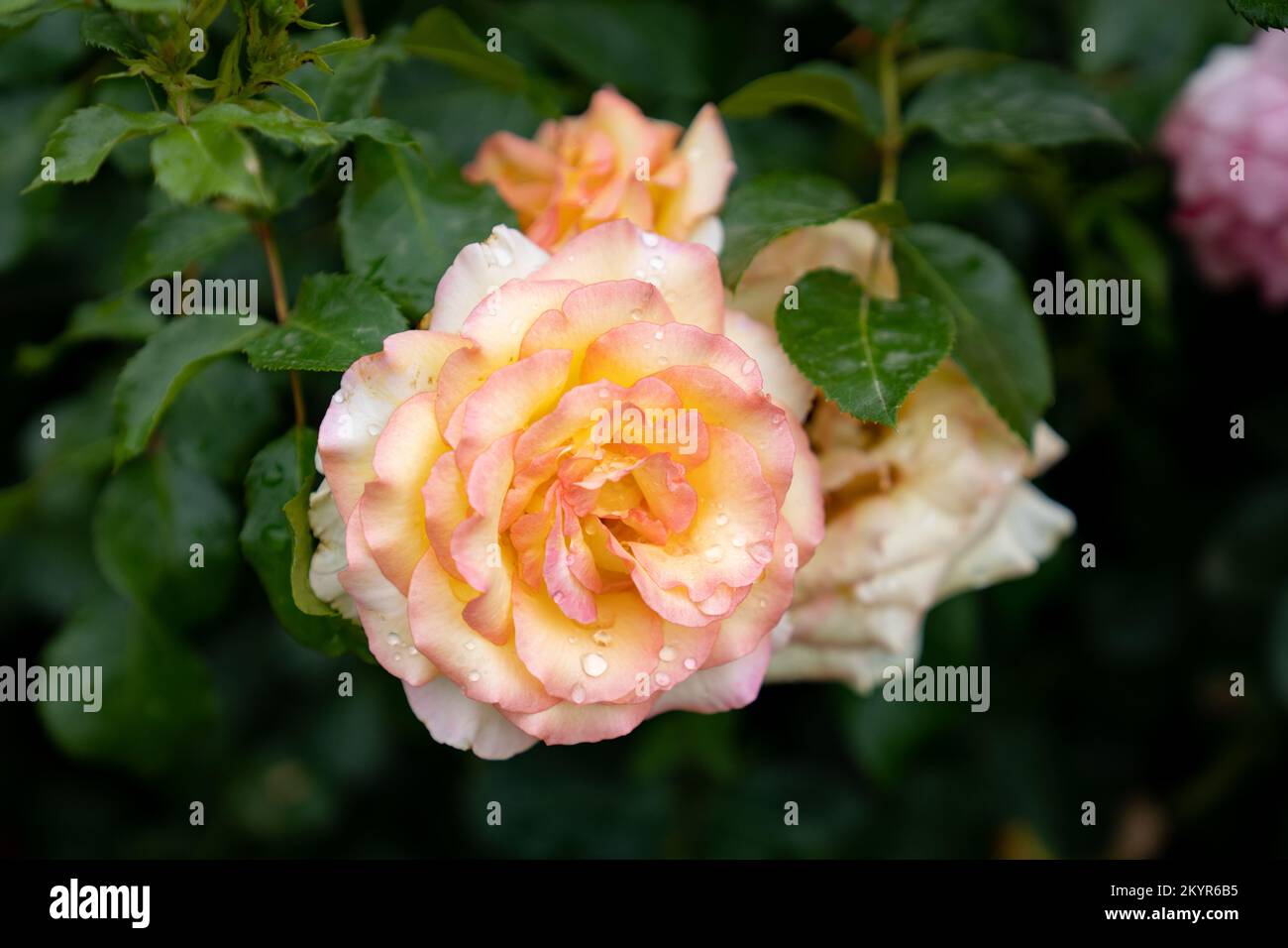 Dazzling colored flower hi-res stock photography and images - Alamy