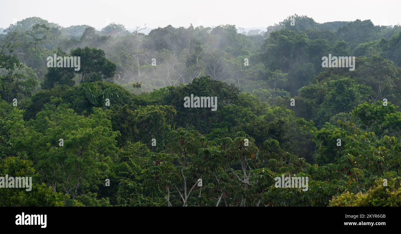 Aerial landscape panorama of Amazon rainforest trees in mist and fog, Yasuni national park, Ecuador. Stock Photo