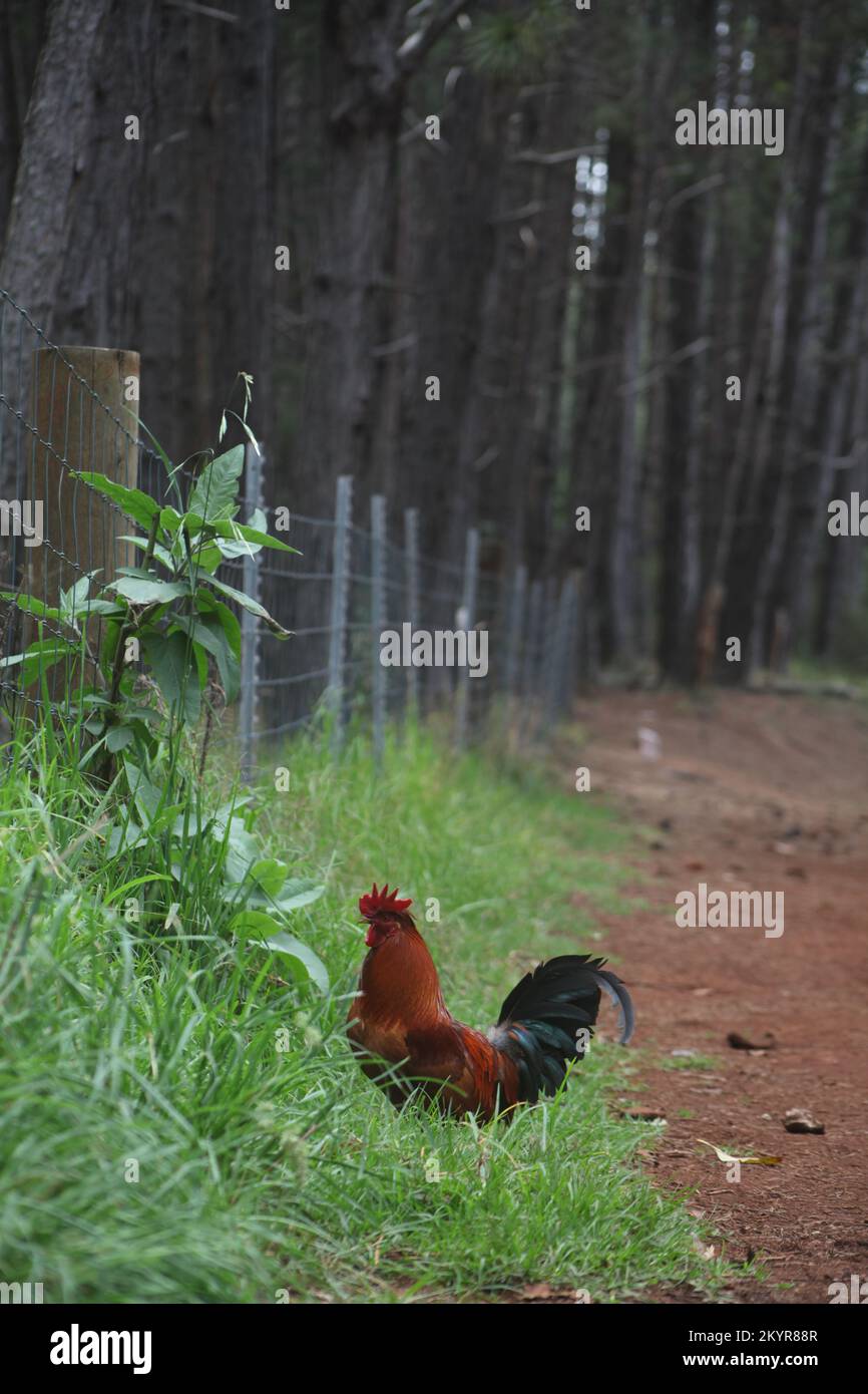 Wild and feral chicken rooster in Maui, Hawaii Stock Photo Alamy