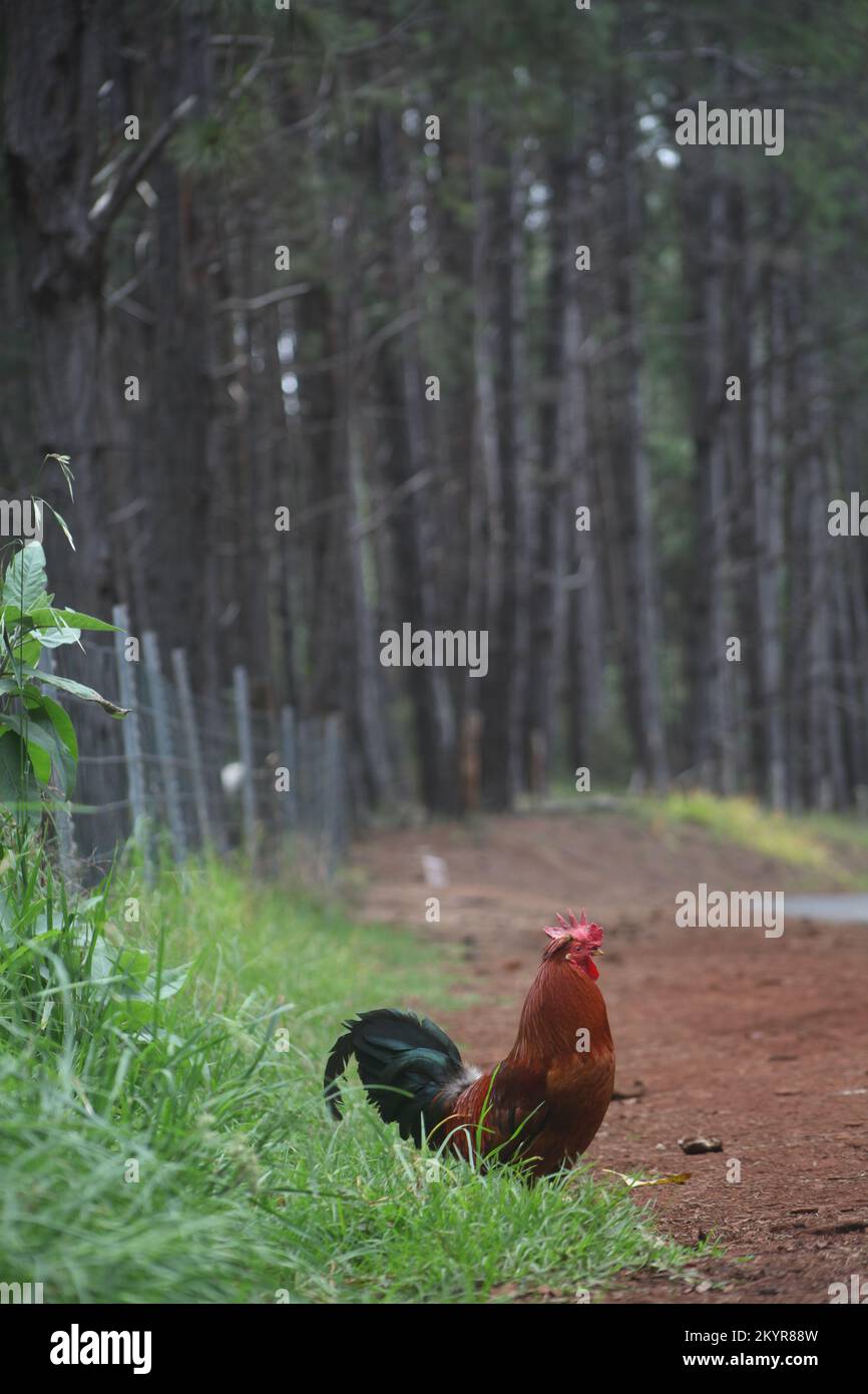 Wild and feral chicken rooster in Maui, Hawaii Stock Photo - Alamy