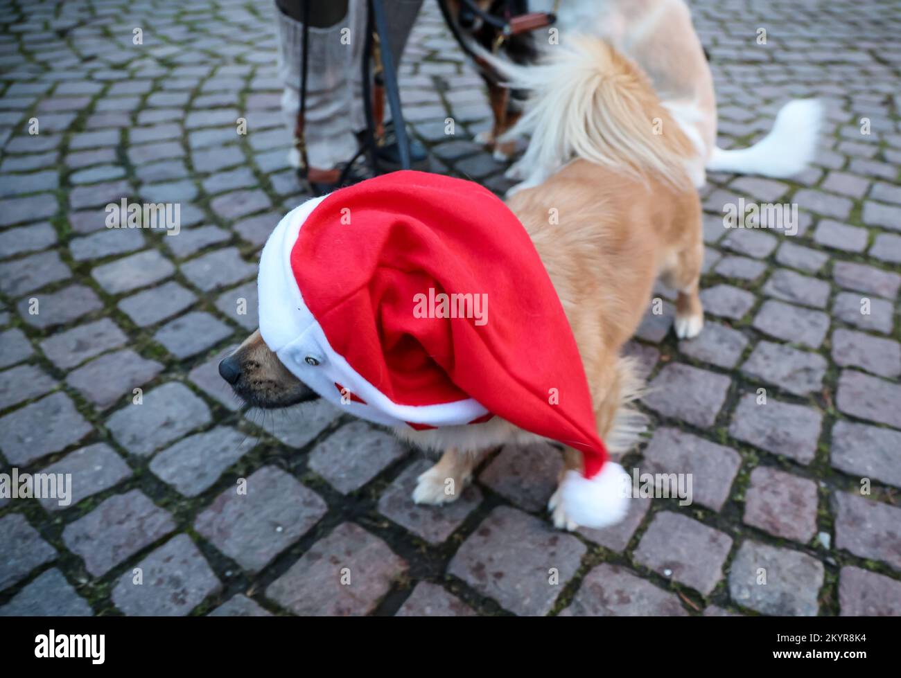 taucha-germany-29th-nov-2022-mischling-bobby-stands-with-a-santa