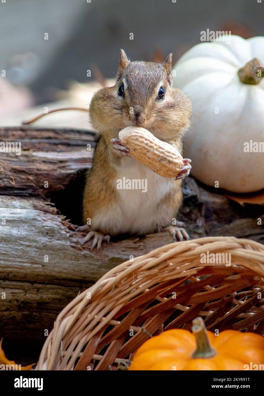 Chipmunk stands with a large peanut in this fall still life Stock Photo ...