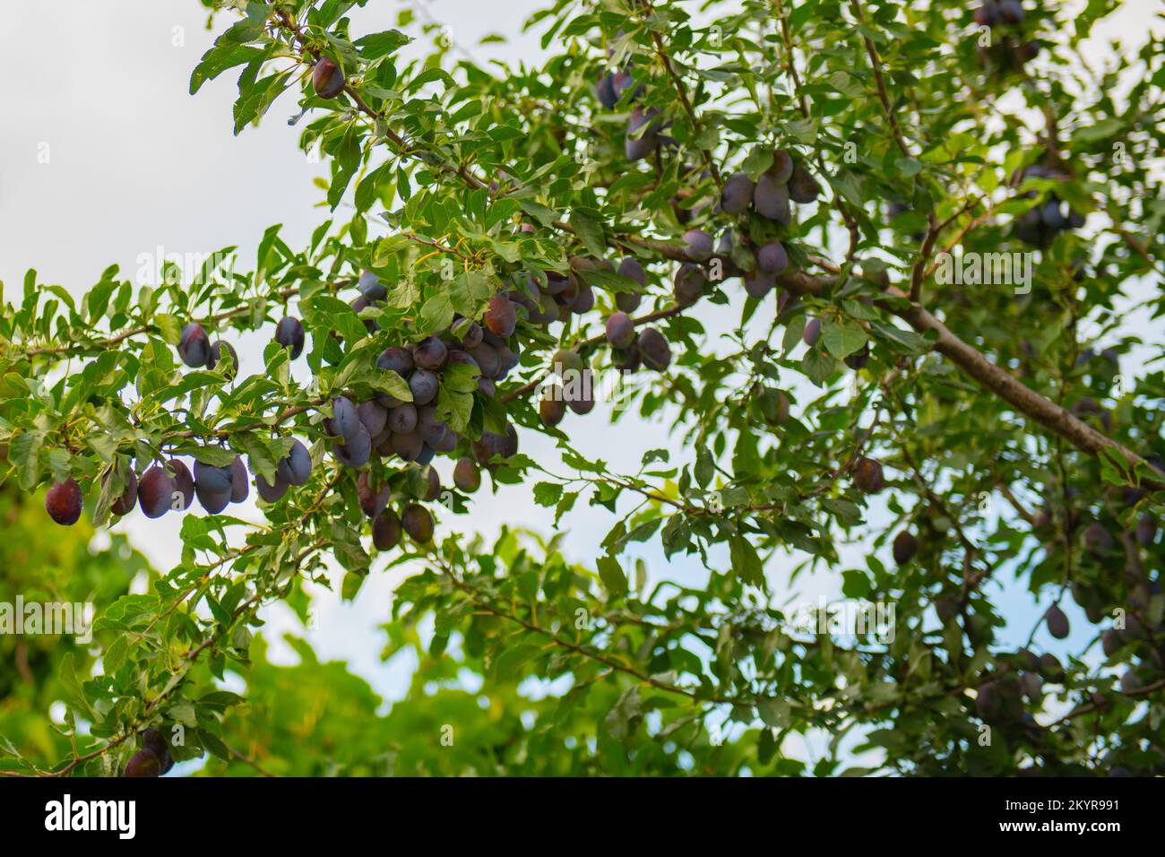 purple plum fruits on a green tree branch Stock Photo Alamy