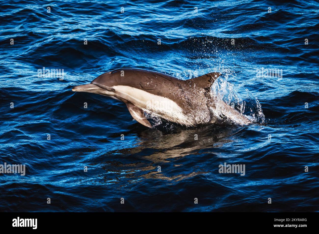 dolphin Stock Photo