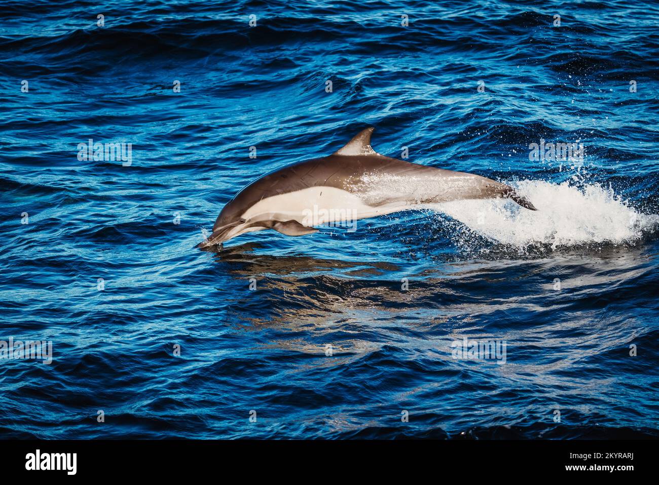 Dolphins leaping and wave hi-res stock photography and images - Alamy