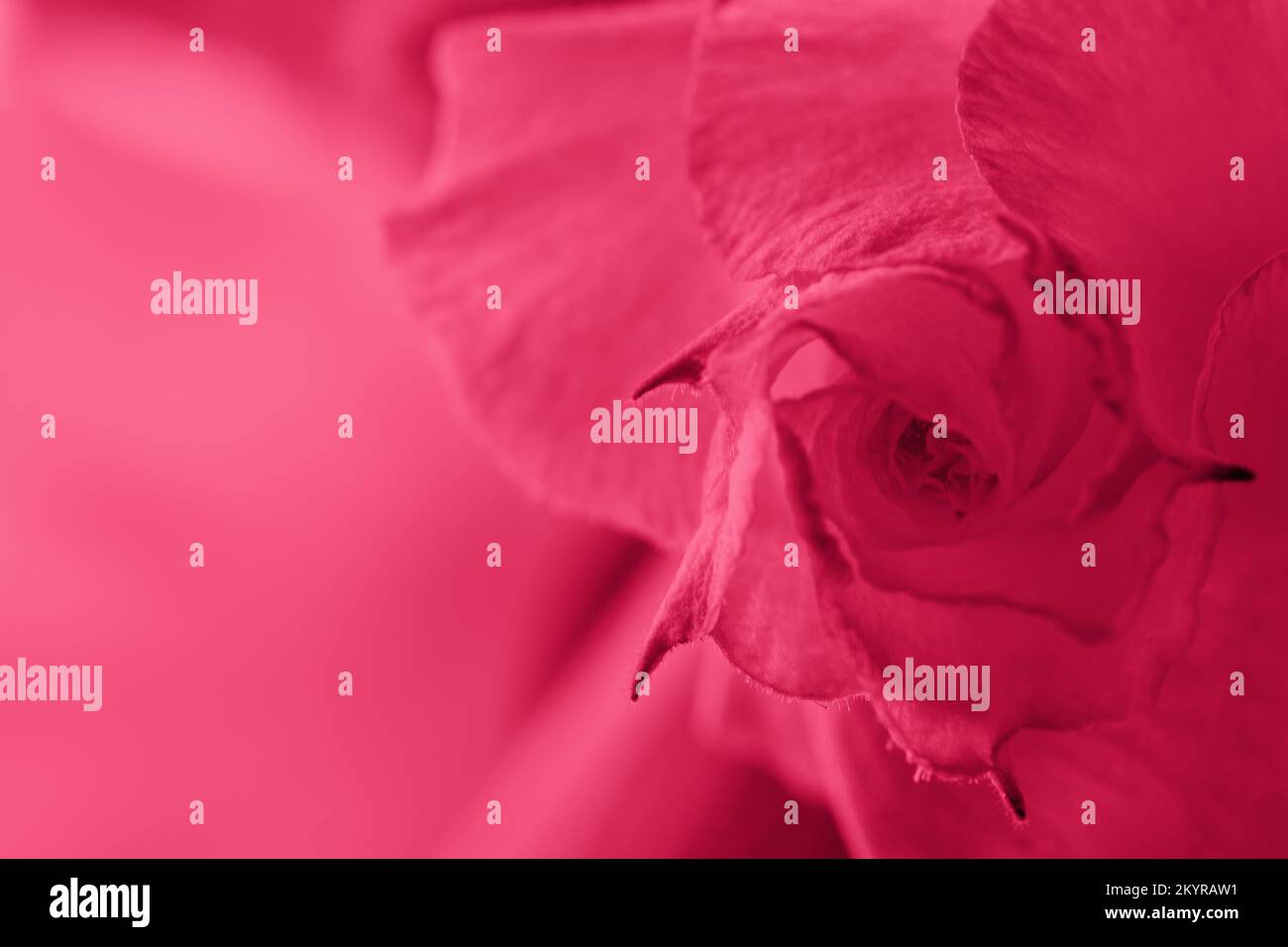 Abstract background with red rose bud . Viva Magenta flower close-up. Natural background for color of the year 2023 Stock Photo