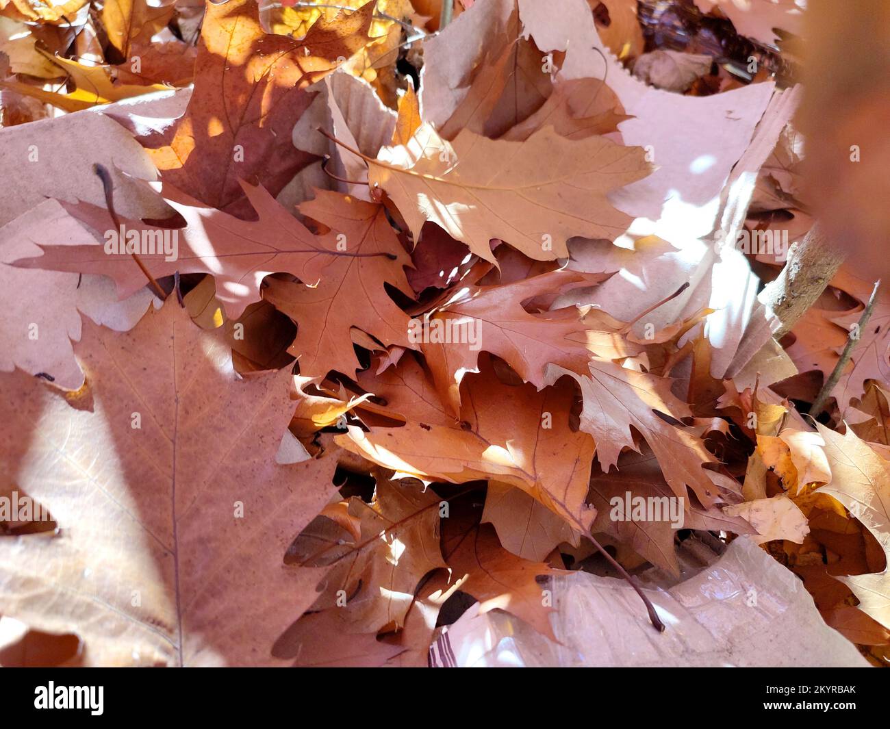 Brown fallen oak leaves with white spots of shining sun close-up. Lot of brown dry oak leaves lies on ground on autumn sunny day. Natural background. Forest woodland nature autumn seasonal backdrop Stock Photo