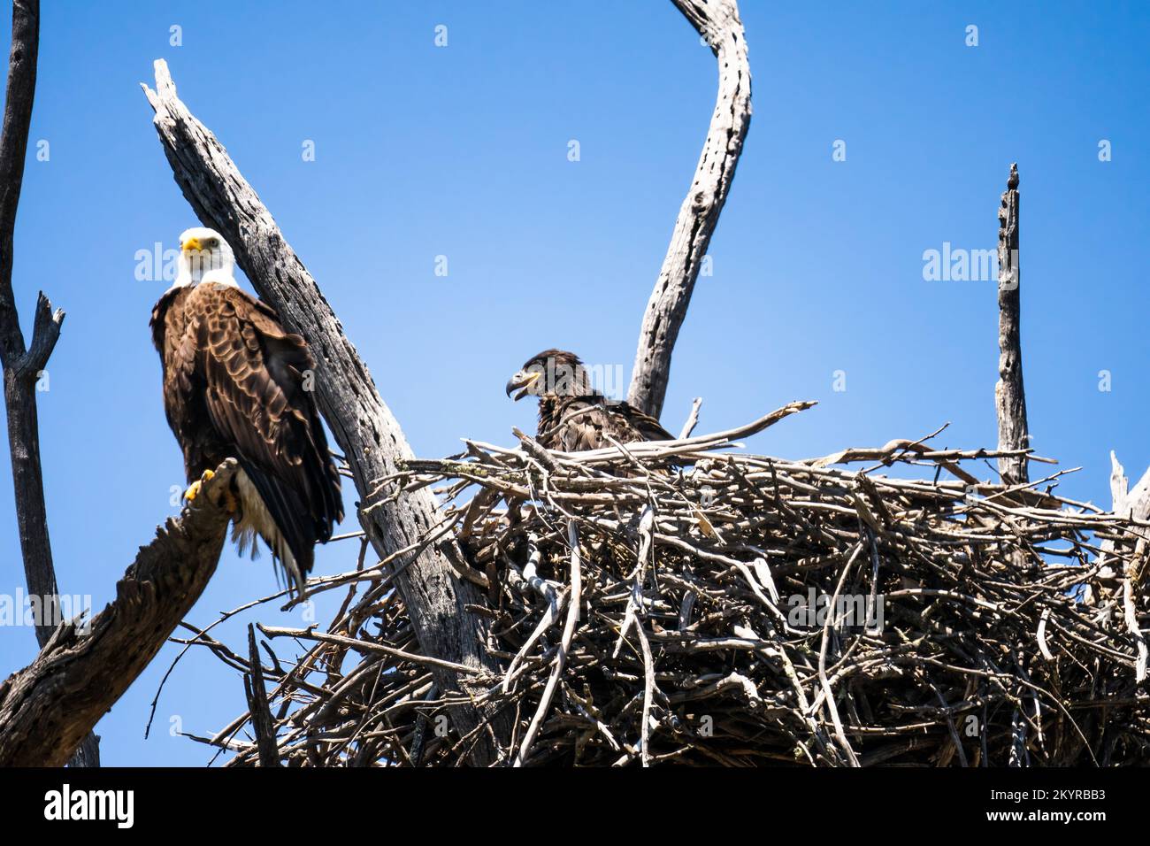 Predator eagles eagle hi-res stock photography and images - Alamy