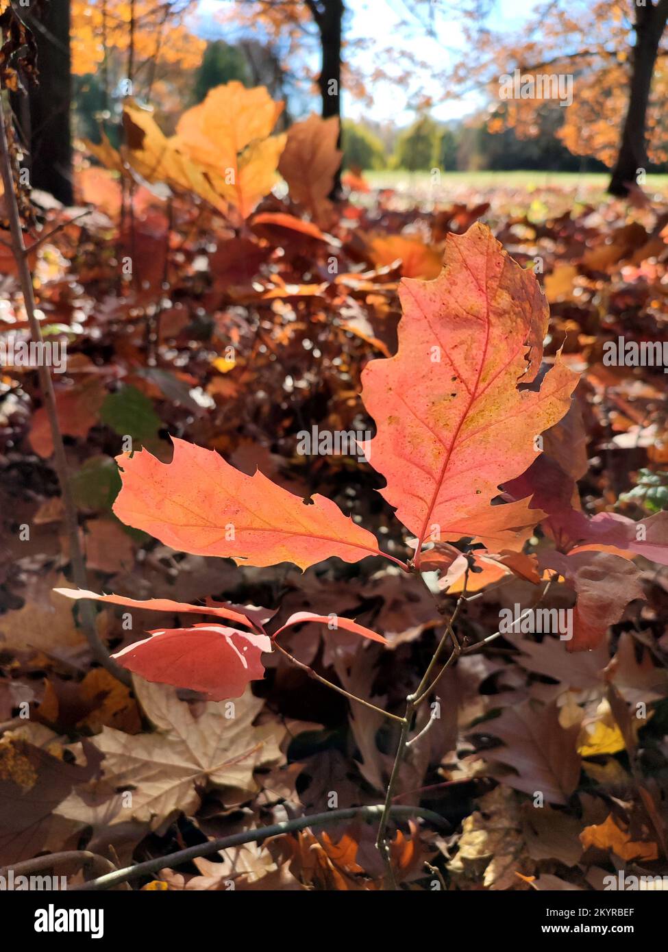 Red oak leaves against the background of young oak with brown leaves sprouts on a sunny autumn day in the forest. Woodland autumn seasonal backdrop. Natural environment background Stock Photo