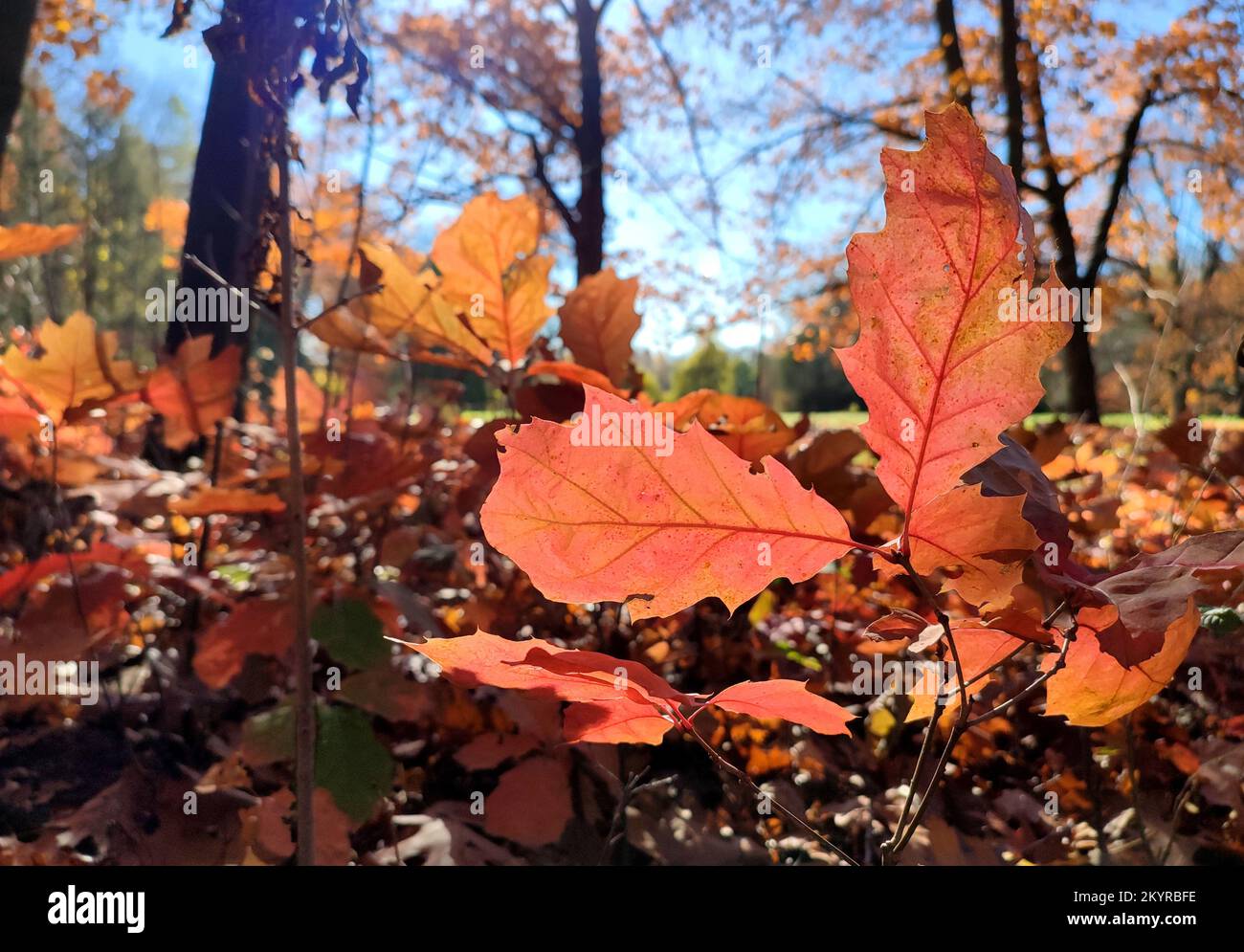 Red oak leaves on background of young oak sprouts with brown leaves, trees and blue sky brightly lit by sun and on sunny autumn day in forest. Backdrop. Natural environment background Stock Photo