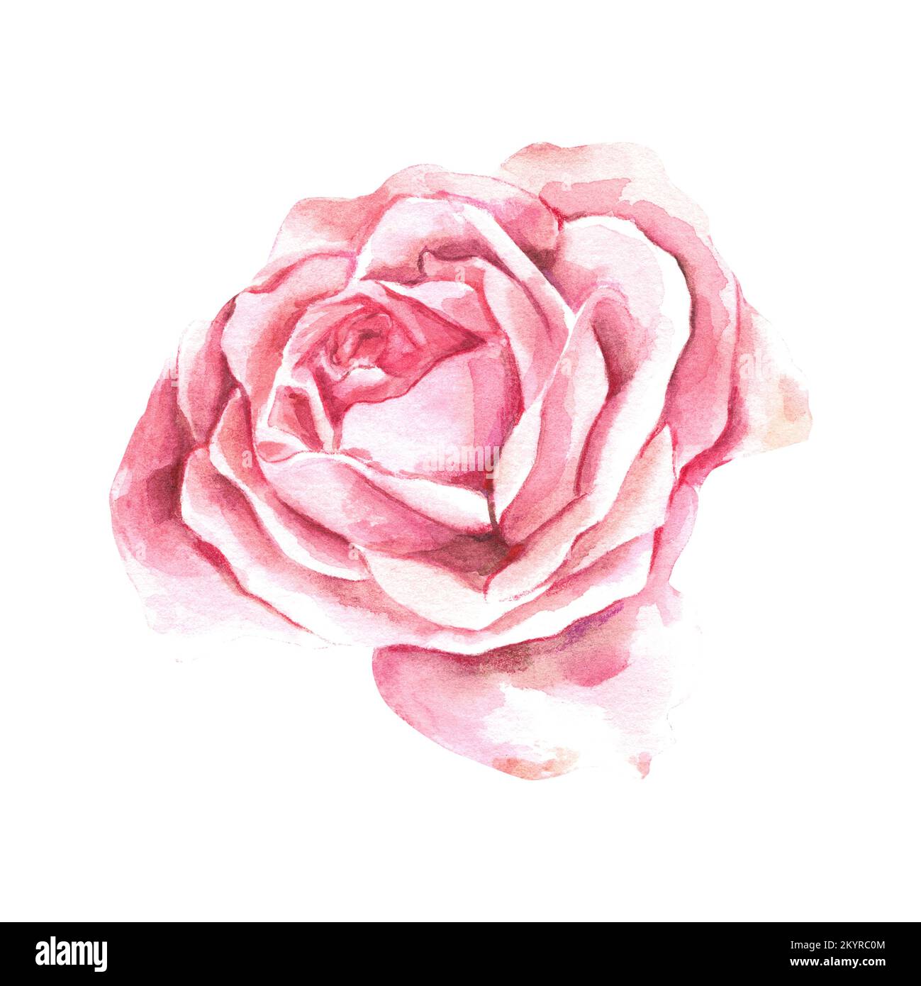 Rose on a white background. Pink color. Watercolor illustration. Making ...