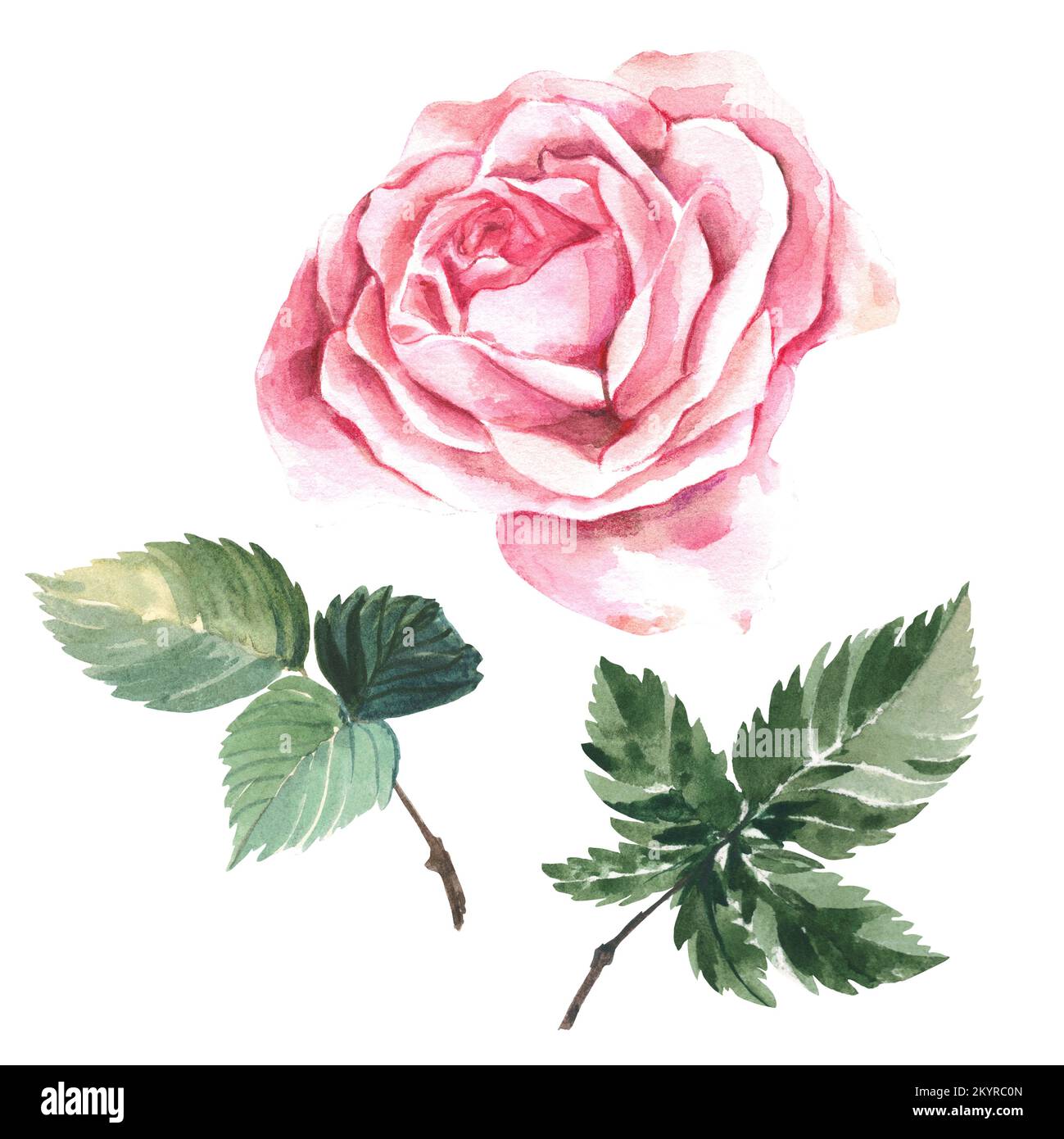 Rose on a white background. Pink color. Watercolor illustration. Making ...