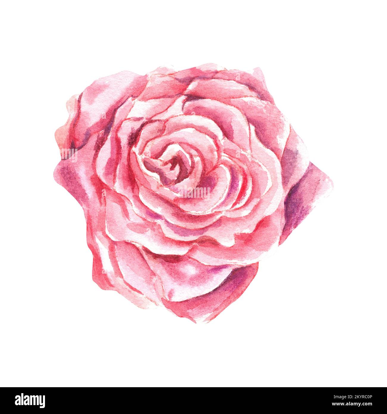 Rose on a white background. Pink color. Watercolor illustration. Making ...