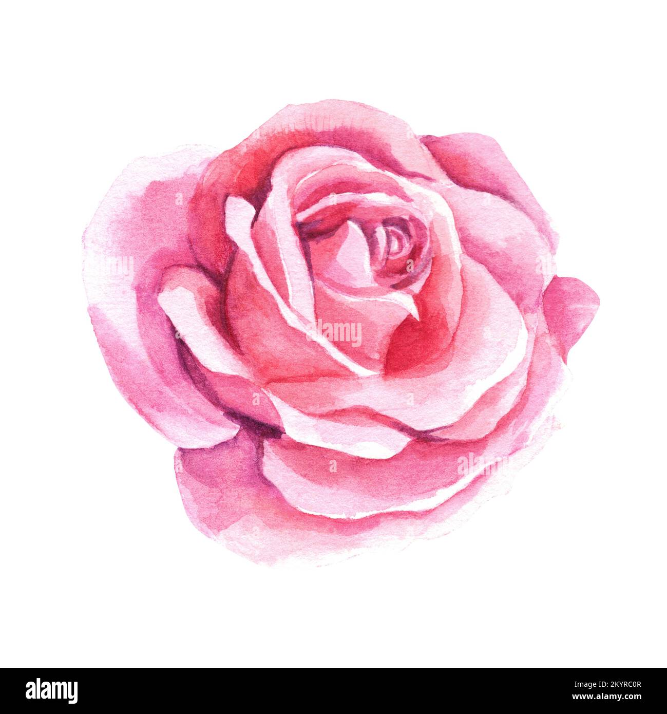 Rose on a white background. Pink color. Watercolor illustration. Making ...