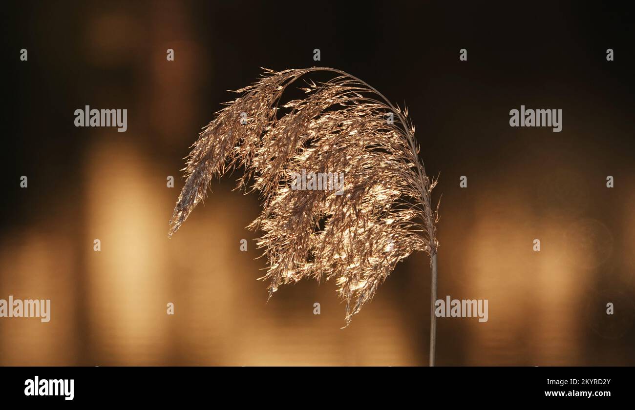 Reeds grow densely near the lake with seeds Stock Photo Alamy