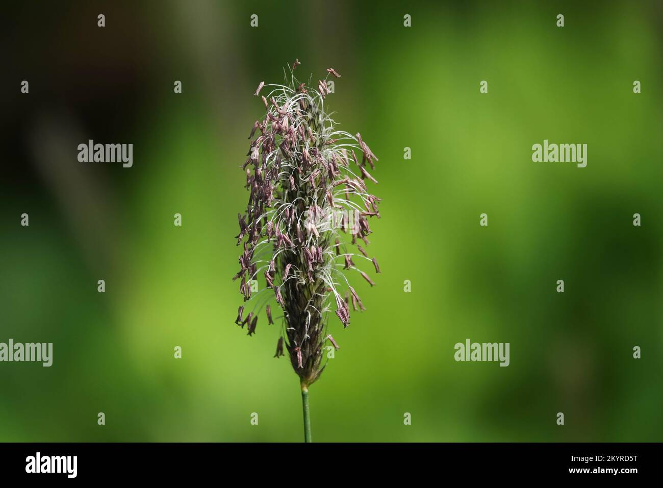 Meadow foxtail plant with ripe seeds in spring Stock Photo