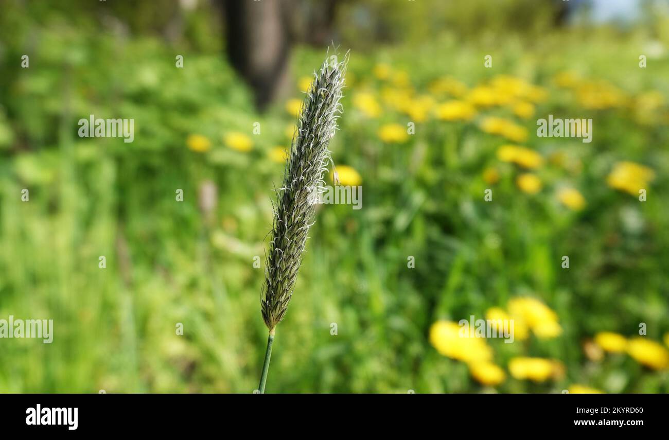 Meadow foxtail plant with ripe seeds in spring Stock Photo