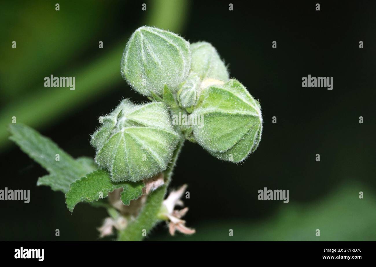 Marshmallow plant growing in the forest Stock Photo Alamy