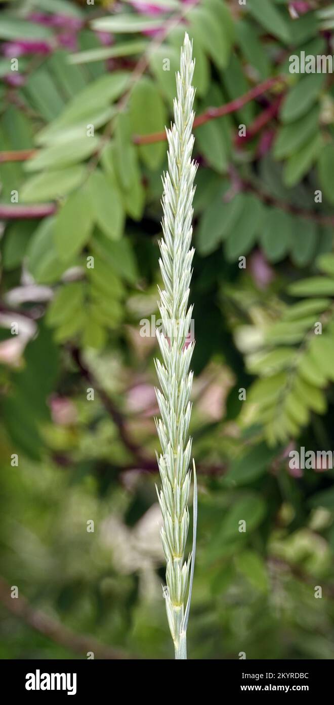 Peregul plant perennial or English ryegrass Lolium perenne wild Stock Photo