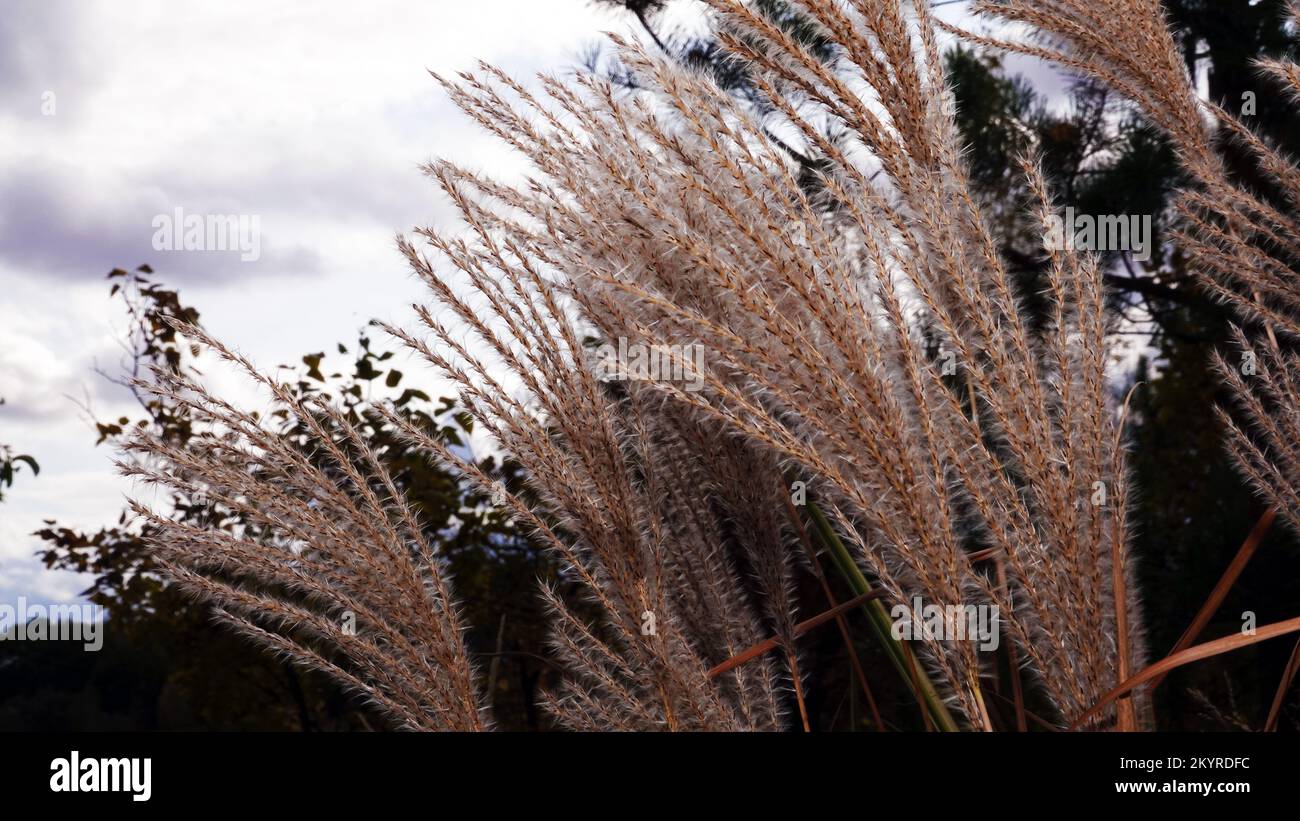 Beautiful spikelets sway in wind hi-res stock photography and images ...