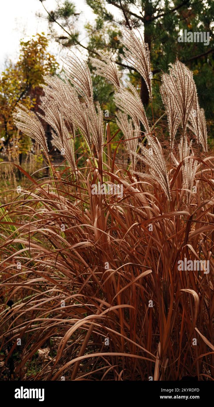 Blooming reeds with spikelets sway in the wind Stock Photo - Alamy