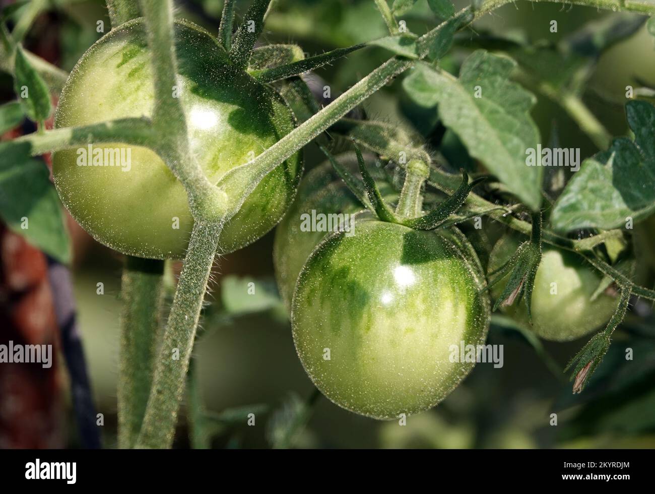 The tomatoes on the branches of the bush ripen Stock Photo - Alamy
