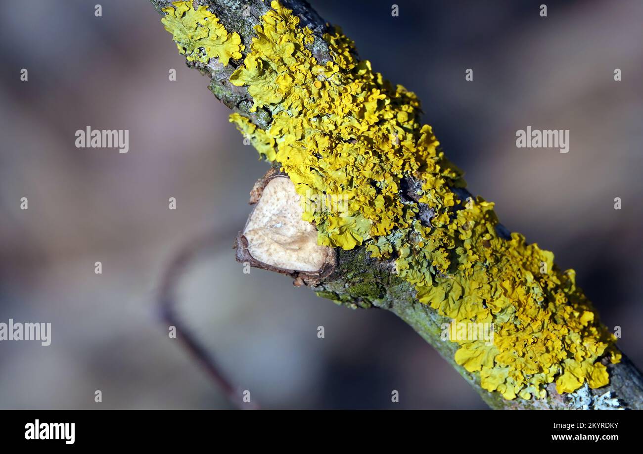 Xanthoria wall lichen growing in the forest on a tree Stock Photo