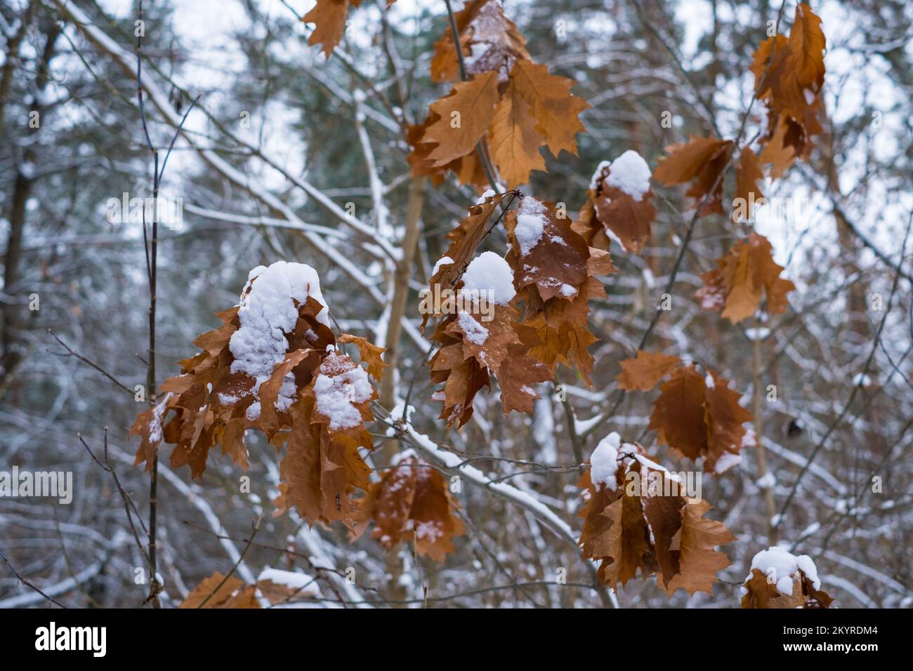 A snow-covered oak branch with dry leaves on a background of winter forest Stock Photo