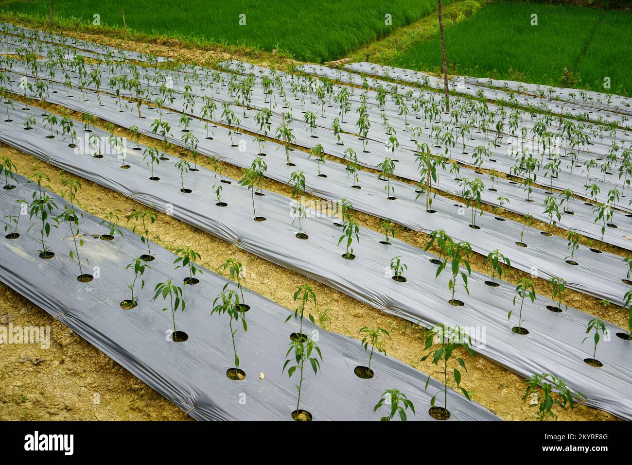The method of planting red chilies is by using mulch plastic which is stretched to cover the