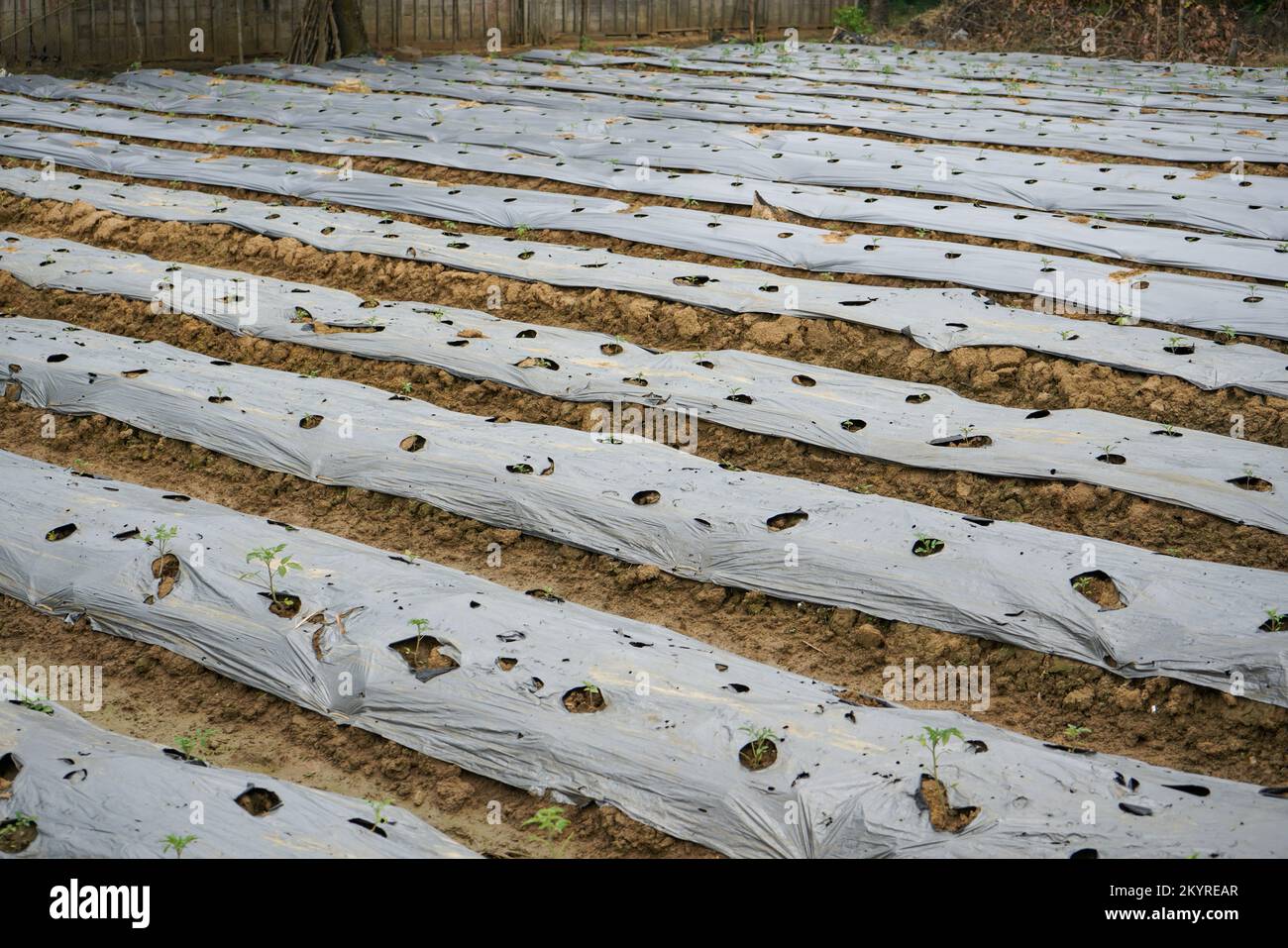 The method of planting red chilies is by using mulch plastic which is stretched to cover the