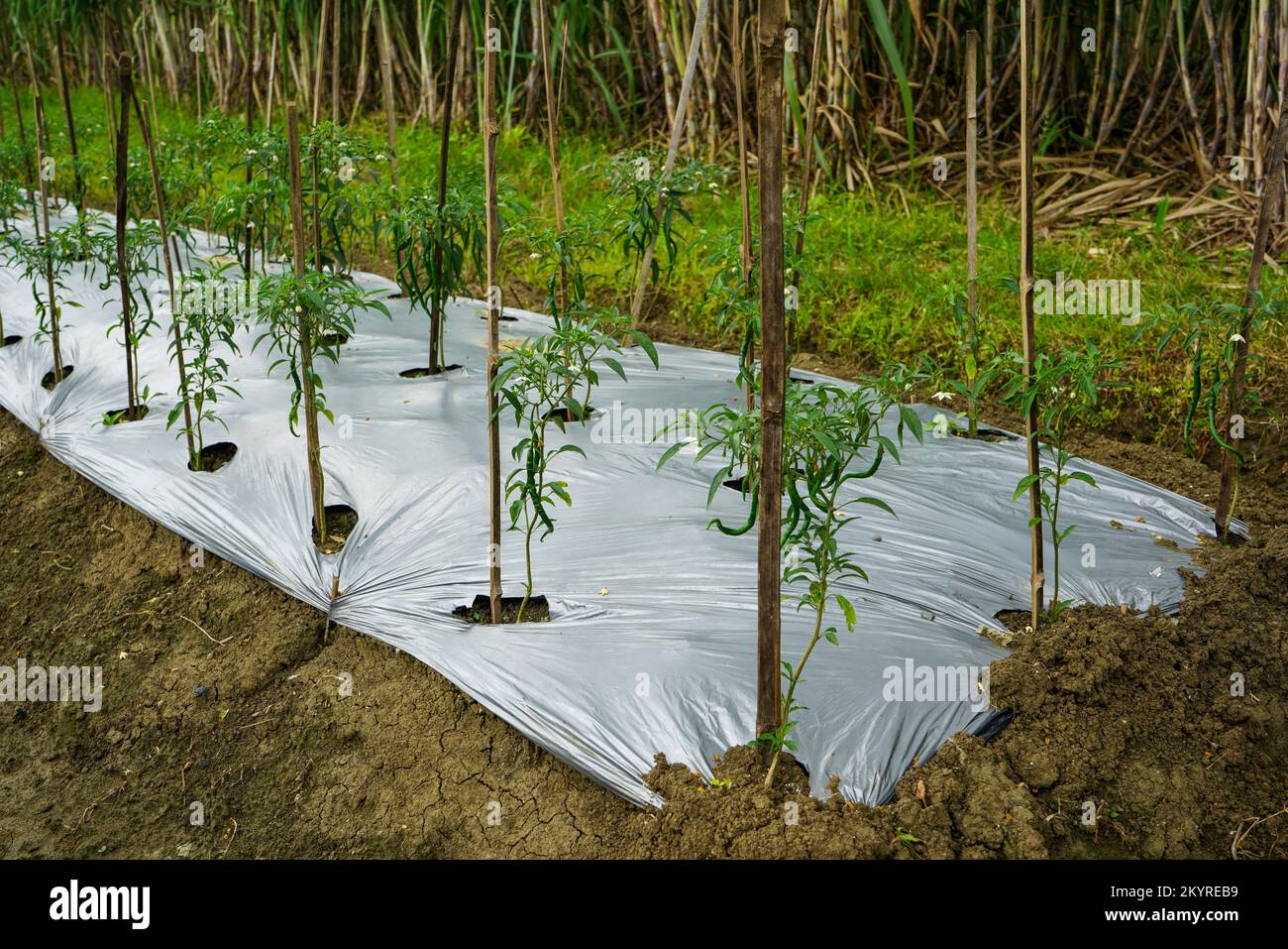 The method of planting red chilies is by using mulch plastic which is stretched to cover the