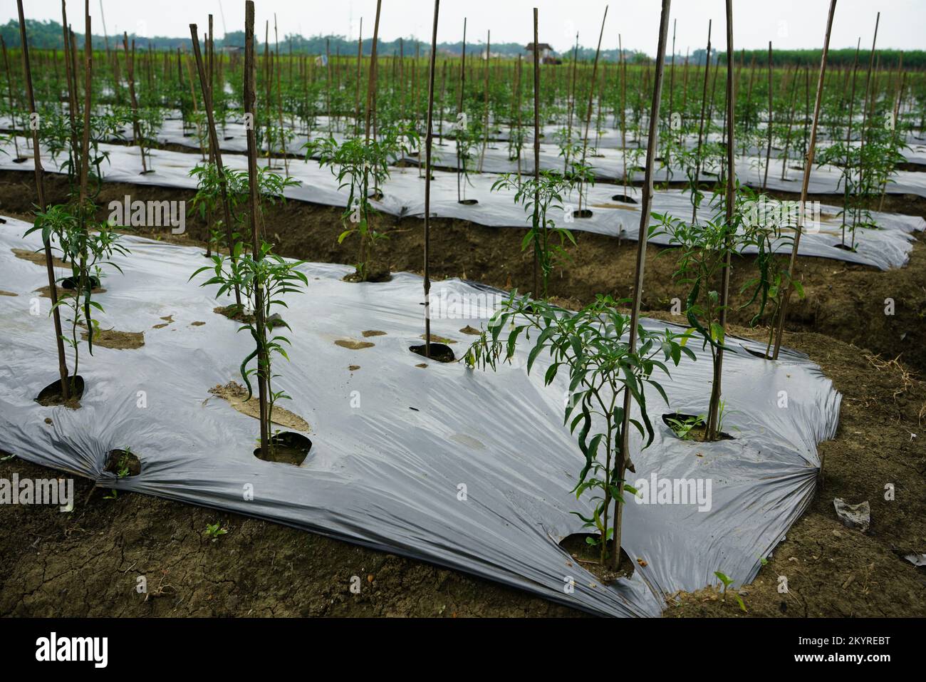 The method of planting red chilies is by using mulch plastic which is stretched to cover the
