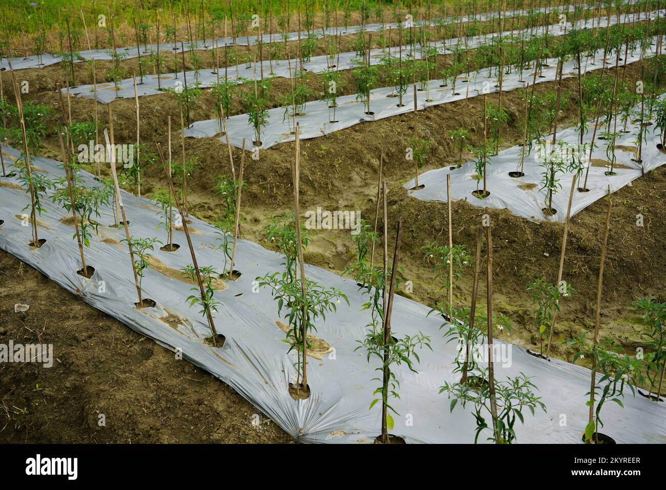 The method of planting red chilies is by using mulch plastic which is stretched to cover the