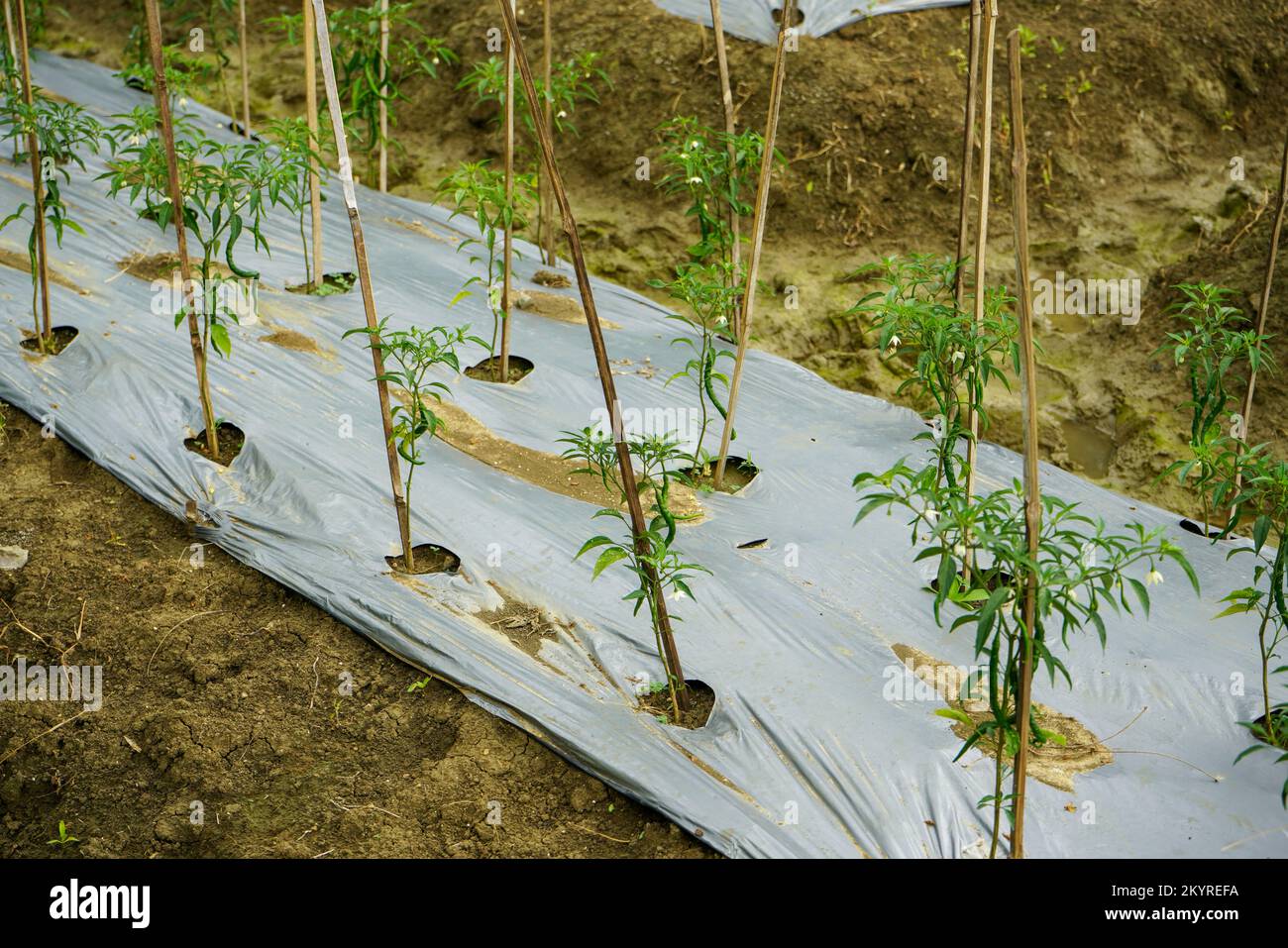The method of planting red chilies is by using mulch plastic which is stretched to cover the