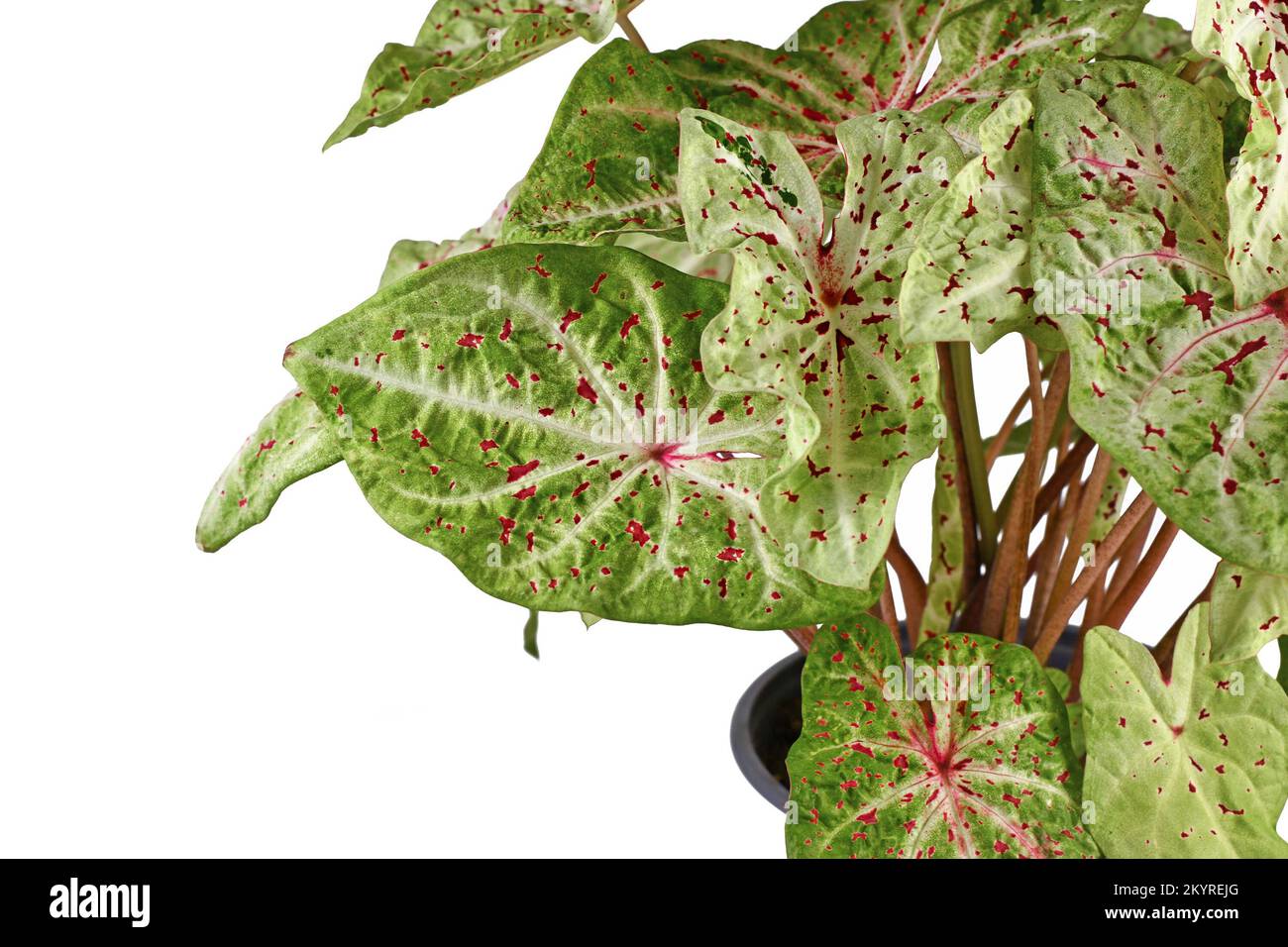 Leaf of 'Caladium Miss Muffet' houseplant with pink and green leaves with red dots Stock Photo