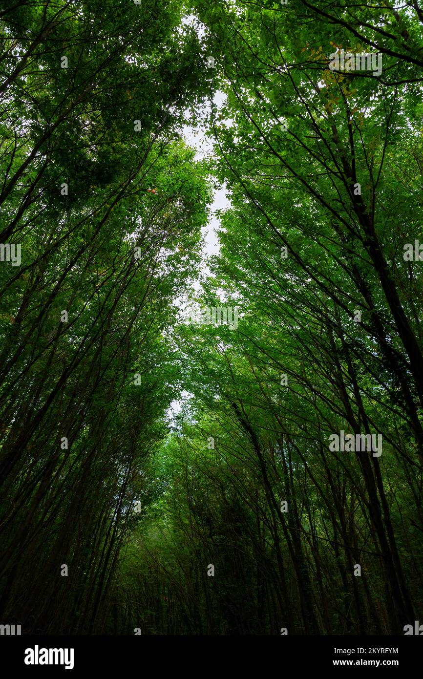 How Long Trees Live On Earth at Caitlyn Lavater blog