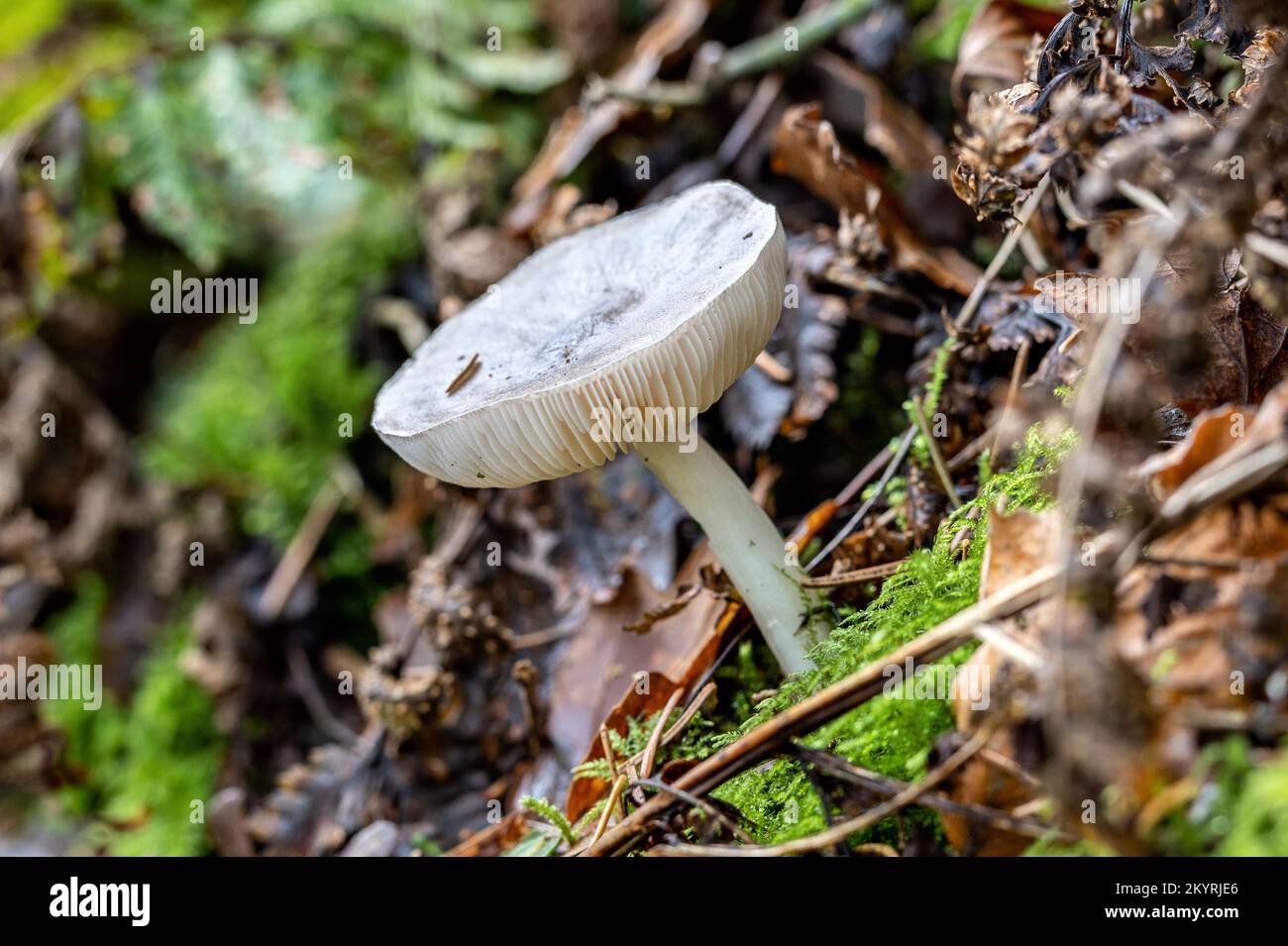 Russula parazurea , Powdery Brittlegill, Milton Abbas wood, Dorset, UK