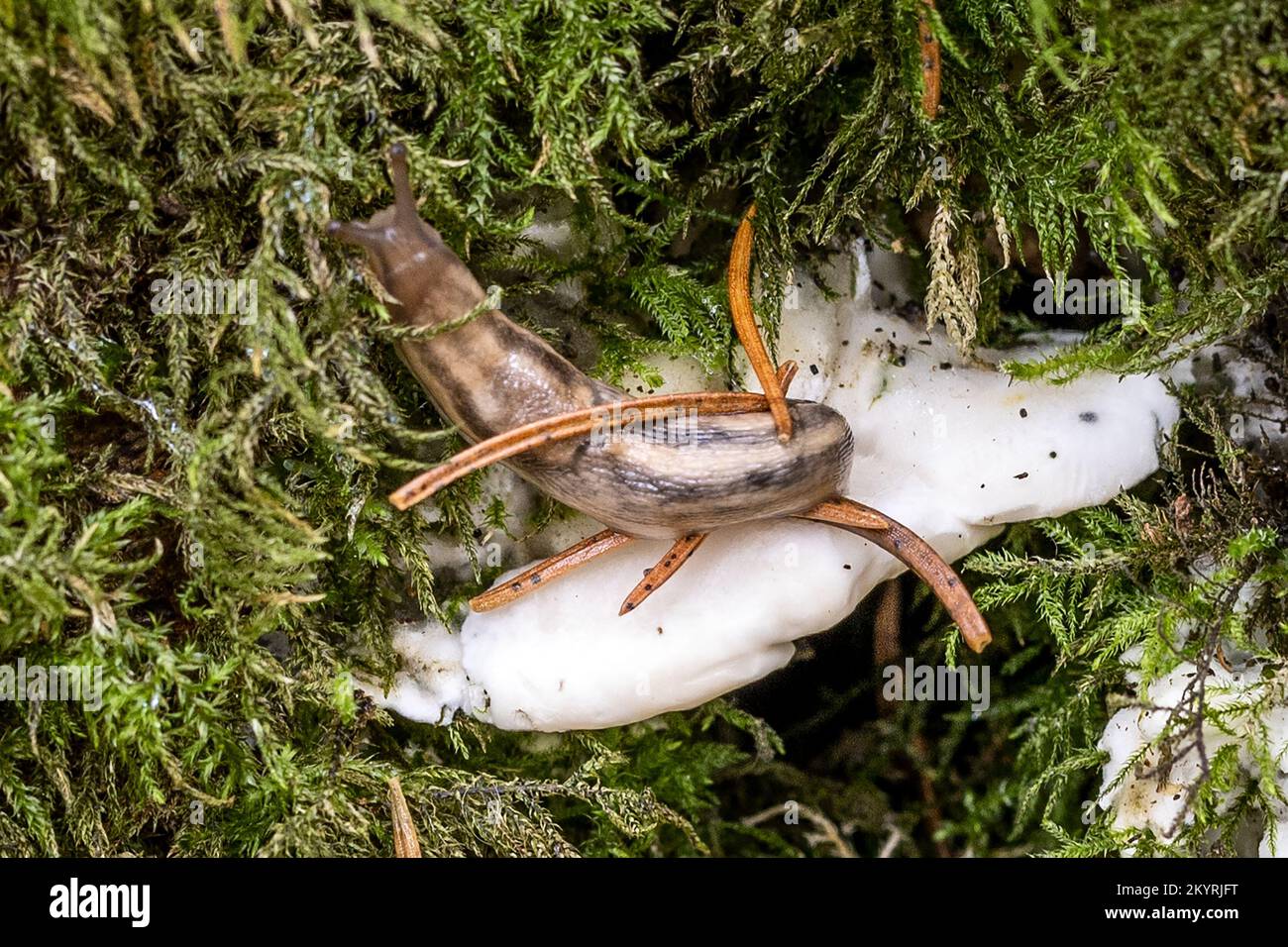 Lumpy bracket, trametes gibbosa & Grey field slug, Milton Abbas Wood, Dorset, UK. Not edible Stock Photo