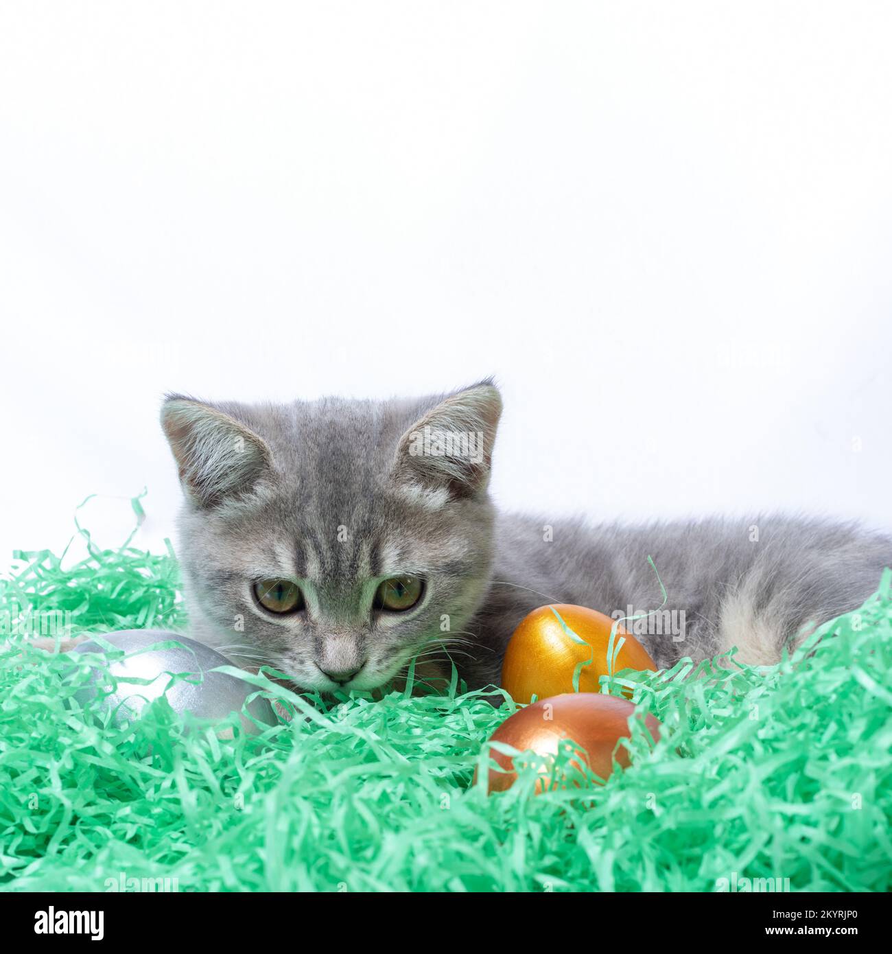 Little gray kitten lying on a paper straw and playing with Easter eggs. Hunt Easter eggs concept. Easter with pets concept Stock Photo