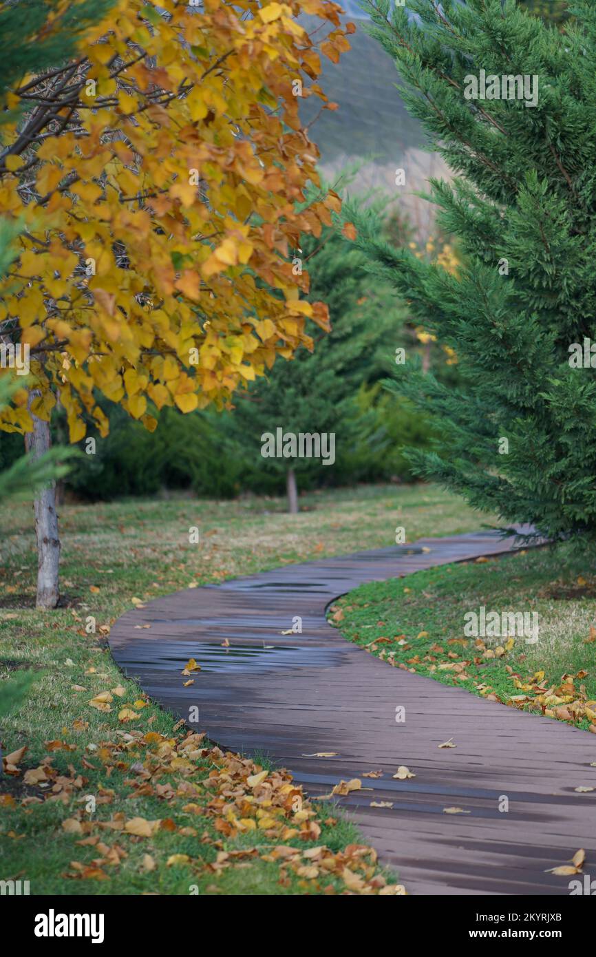 Picturesque autumn nature park with wooden curving path with puddles and with trimmed thuja bushes Stock Photo